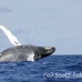 whale_humpback_h_00466_dom2514.jpg